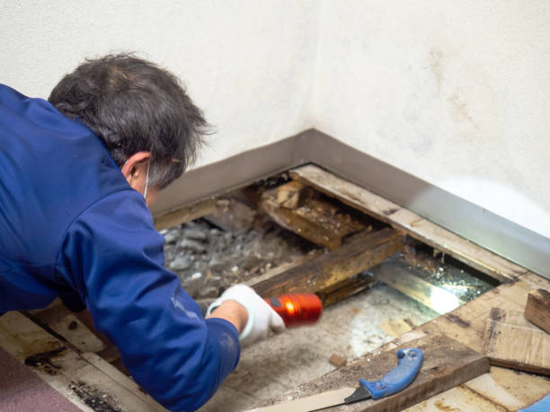 Best Home Mold Removal  in Dixmoor, IL