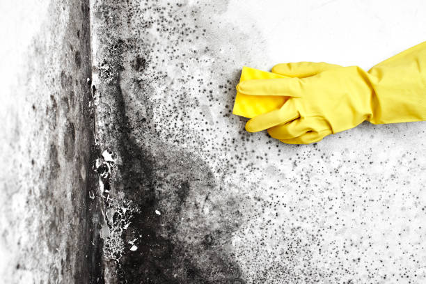 Best Crawl Space Mold Removal  in Dixmoor, IL