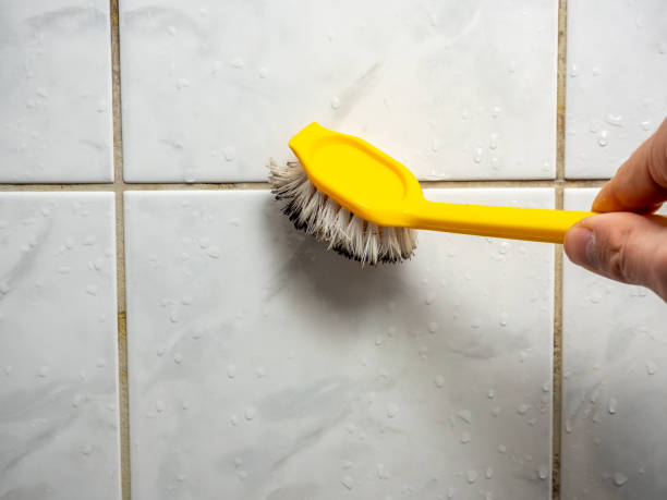 Mold Removal and Inspection in Dixmoor, IL