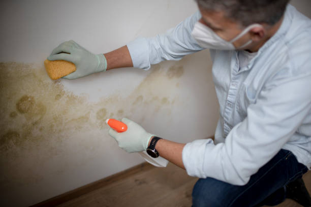 Best Commercial Mold Removal  in Dixmoor, IL