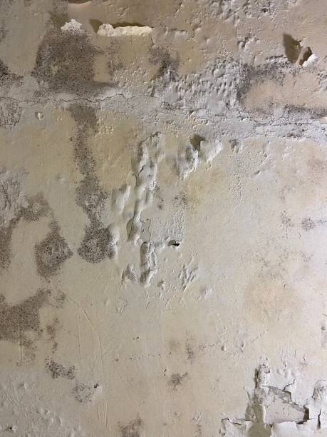 Best Black Mold Removal  in Dixmoor, IL