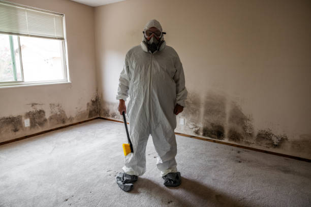 Best Mold Damage Repair  in Dixmoor, IL