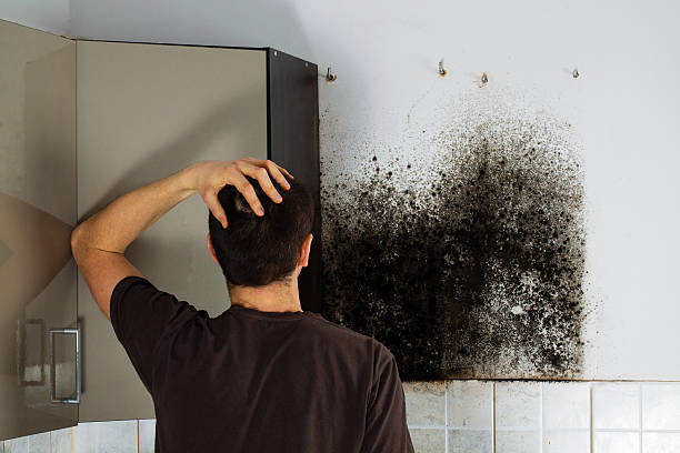 Best Attic Mold Removal  in Dixmoor, IL