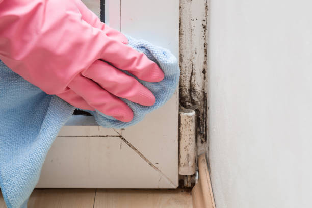 Attic Mold Removal in Dixmoor, IL